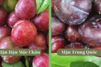 Cách đơn giản phân biệt mận Việt Nam với mận Trung Quốc