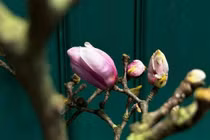 Hoa mộc lan hàng triệu đồng/cành 'đổ bộ' chợ Hà Nội 