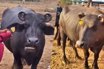 Con trâu hơn 400 triệu, đại gia quyết xuống tiền 