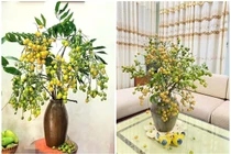 Cành quất hồng bì độc lạ gây sốt chợ mạng
