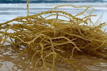 Rau dại từng cho không ai lấy, nay hơn 1 triệu đồng/kg