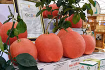 Những đặc sản hút khách tại Hội chợ Mùa Xuân 2026