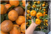 Quýt Trung Quốc 'gắn mác' hàng Việt bán đầy chợ Việt