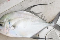 Loại cá xưa không ai ngó nay thành đặc sản 200.000 đồng/kg