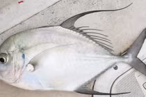 Loại cá xưa không ai ngó nay thành đặc sản 200.000 đồng/kg