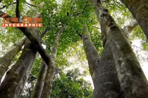 [INFOGRAPHIC] Loại cây giá trị nhất thế giới