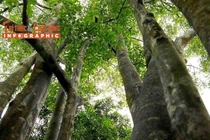 [INFOGRAPHIC] Loại cây giá trị nhất thế giới