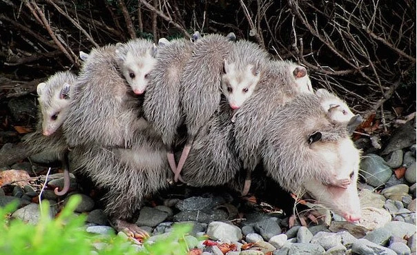 Đây là những bà mẹ yêu con nhất trong thế giới động vật 
