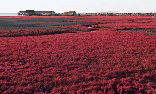 Bãi biển đỏ rực như bể máu khiến du khách không dám nhúng chân