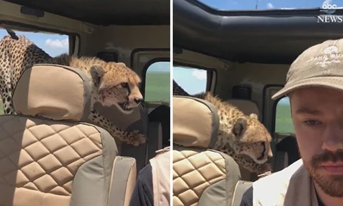 Video: Thót tim trước cảnh báo hoang nhảy lên ô tô săn mồi