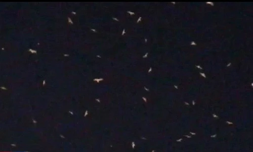 Video: Những vệt sáng bí ẩn “nhảy múa” trên bầu trời Mỹ