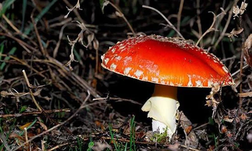 Những loài nấm có thực ngoài sức tưởng tượng của con người