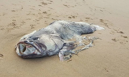 Thủy quái dị dạng xuất hiện trên bờ biển Australia