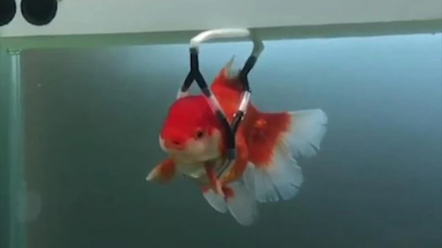 Video: Chú cá vàng 'đi xe lăn' vì mắc bệnh lạ