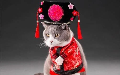 Video: Thú cưng Trung Quốc 'cosplay' từ siêu sao đến Hoàn Châu cách cách