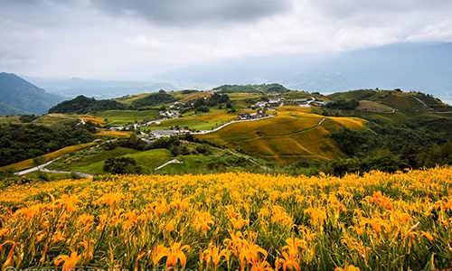 Choáng ngợp lễ hội hoa lily lớn nhất hành tinh