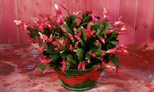 5 loại xương rồng luôn nở hoa tươi tốt kể cả trong trời lạnh rét