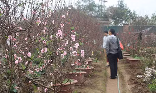 Người dân nườm nượp đổ về Nhật Tân săn đào, quất về chơi Tết