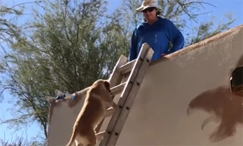 Video: Chó biết leo thang lên mái nhà