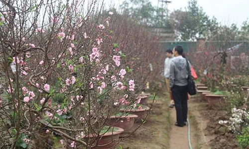 Người dân nườm nượp đổ về Nhật Tân săn đào, quất về chơi Tết