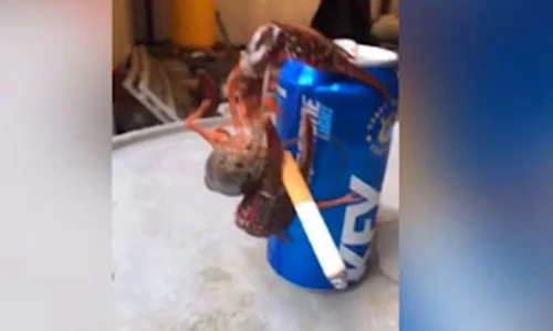 Video: Không nhịn được cười với chú tôm hút thuốc sành điệu