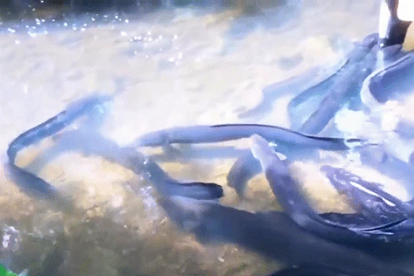 Video: Bạn sẽ thế nào nếu nhảy vào bể chứa 100 con lươn điện?