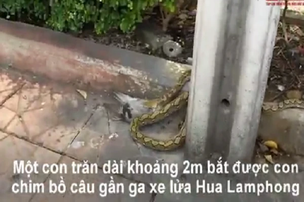 Video: Trăn khủng đoạt mạng bồ câu rồi lôi vào bụi rậm