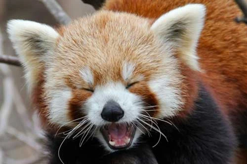 Khi động vật “mỉm cười” và khiến một ngày của bạn tươi sáng hơn