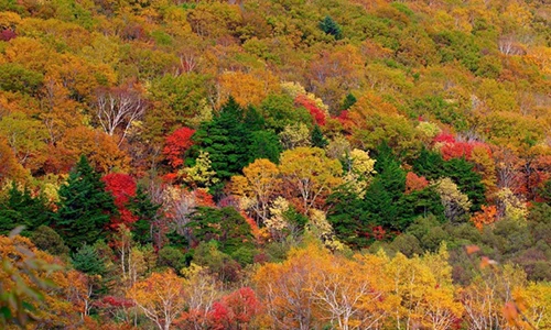 10 địa danh ngắm lá vàng mùa thu tuyệt đẹp ở Nhật Bản