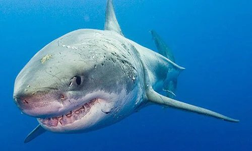 Video: Những “sát thủ máu lạnh” hàng đầu dưới lòng đại dương