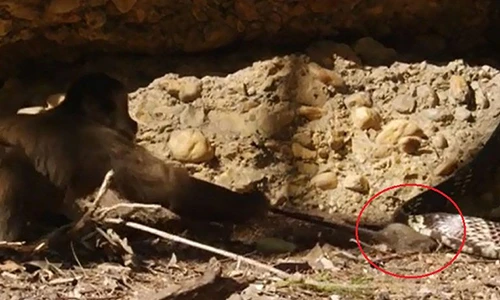 Video: Khỉ láu cá cướp chuột từ miệng rắn ngoạn mục