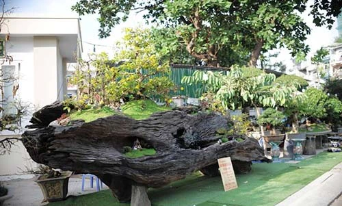 Ngắm tuyệt phẩm bonsai mai vàng gắn với nguyệt quế giá tiền tỷ