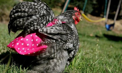 Video: Kiếm tiền tỷ nhờ sản xuất bỉm thời trang cho... gà