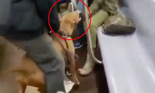 Video: Pit bull điên cuồng cắn người trên tàu Mỹ, quyết không nhả