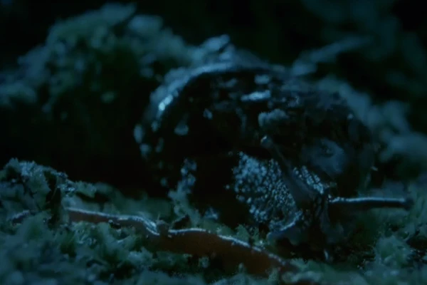 Video: Ốc sên nổi loạn trên “bàn tiệc“