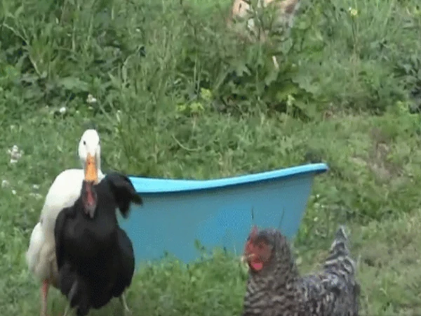 Video: Gà mái bị vịt đực lôi xềnh xệch và màn giải cứu