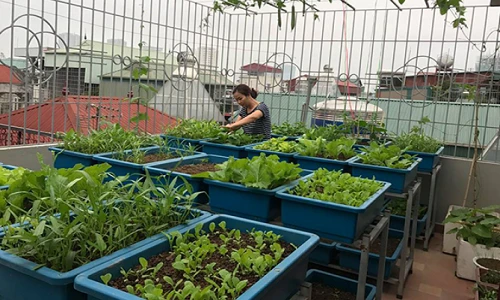 Mẹ đảm Hà Nội phủ kín sân thượng bằng hoa thơm và rau quả