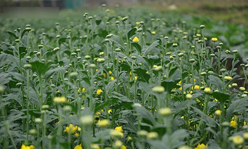 Hoa Đồng Chè "ẩn mình" chờ bung nở khoe sắc dịp Tết Mậu Tuất 2018