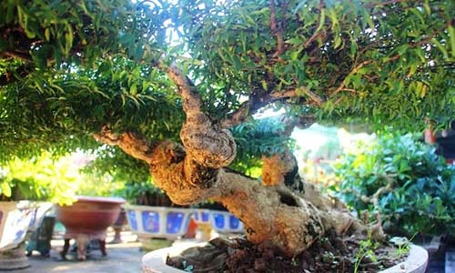 "Siêu phẩm" mai chiếu thủy mang tài lộc cho đại gia trên đất võ