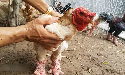 Sở hữu gà nghìn đô, trai trẻ chiều hơn người yêu