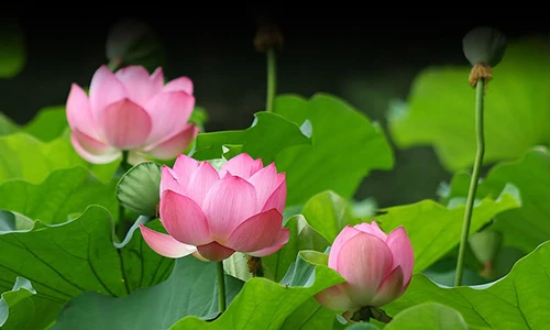 “Điểm danh” Quốc hoa của các quốc gia Đông Nam Á