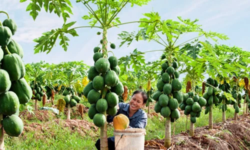 Video: Tròn mắt xem "công nghệ" thu hoạch trái cây