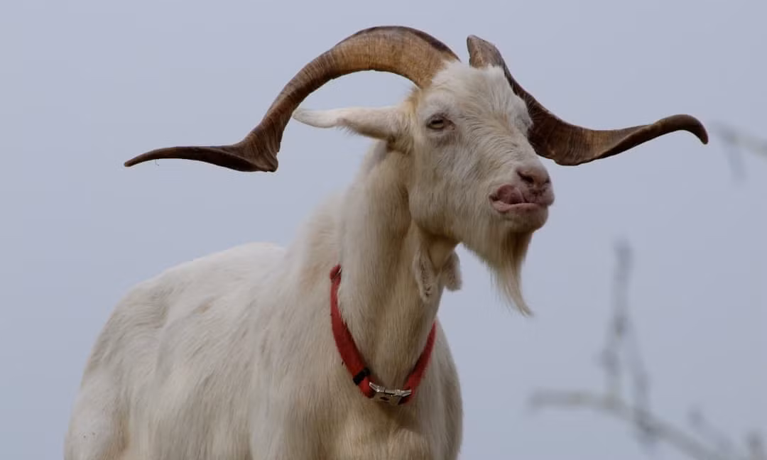 Thần Tài ngự trên két, 3 con giáp ngửa tay hứng vàng đầu năm 2022