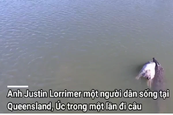 Video: Thót tim khi cá sấu kéo cả con bò xuống sông "làm thịt"