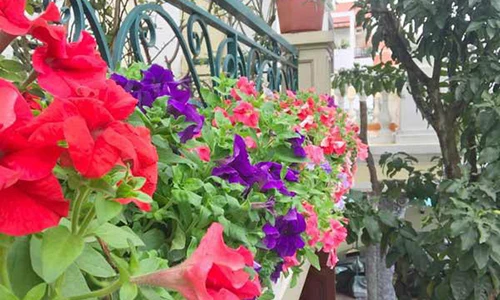 Ngẩn ngơ trước ban công hoa dạ yến thảo rực sắc của mẹ Hải Dương