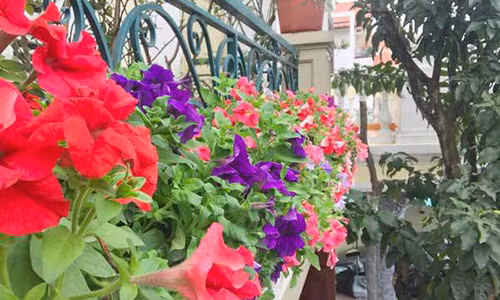Ngẩn ngơ trước ban công hoa dạ yến thảo rực sắc của mẹ Hải Dương