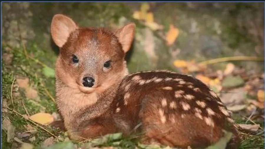 Video: Cận cảnh loài hươu pudu có thân hình “bé hạt tiêu”, chỉ cao hơn 30 cm