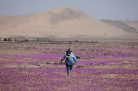 Cảnh tượng hiếm thấy trên sa mạc khô cằn nhất thế giới