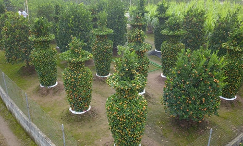 Video: Vườn quýt lục bình cao hơn 3m, giá 50 triệu mỗi cặp