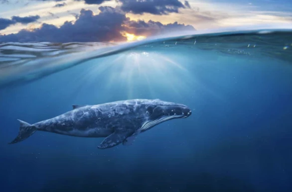 Những động vật "cô đơn" nhất thế giới